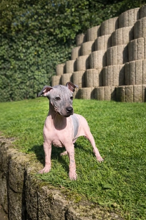 American Hairless Terrier aus Premiumzucht
