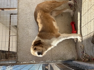 Yennefer, geb. ca. 05 2024, lebt in GRIECHENLAND, im städt. Tierheim Serres Bild 3