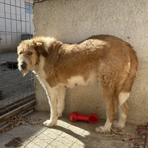 Yennefer, geb. ca. 05 2024, lebt in GRIECHENLAND, im städt. Tierheim Serres Bild 7