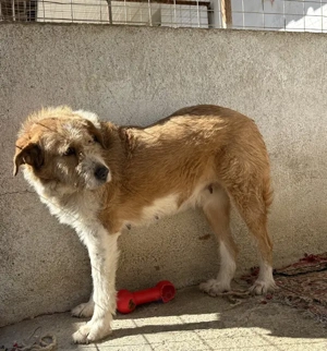 Yennefer, geb. ca. 05 2024, lebt in GRIECHENLAND, im städt. Tierheim Serres Bild 5