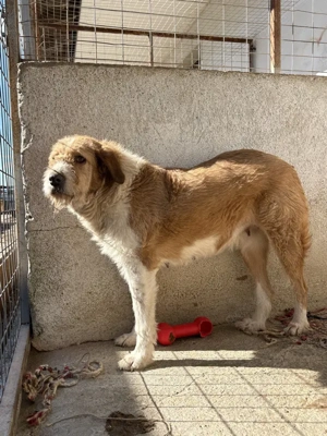 Yennefer, geb. ca. 05 2024, lebt in GRIECHENLAND, im städt. Tierheim Serres Bild 8