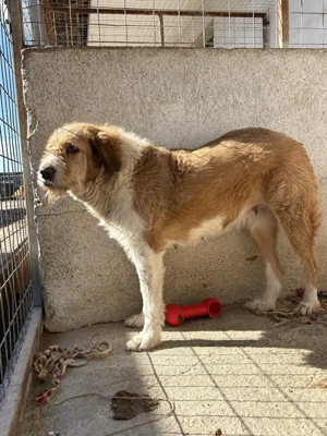 Yennefer, geb. ca. 05 2024, lebt in GRIECHENLAND, im städt. Tierheim Serres Bild 4