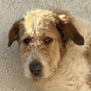 Yennefer, geb. ca. 05 2024, lebt in GRIECHENLAND, im städt. Tierheim Serres