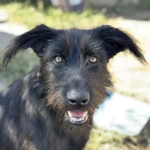 Buffy, geb. ca. 02 2025, lebt in GRIECHENLAND, auf einer privaten Pflegestelle 