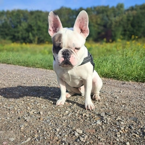 Deejay - ist genügsam Bild 2