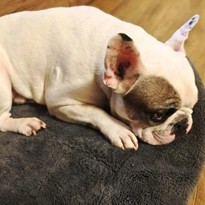 Deejay - ist genügsam Bild 5