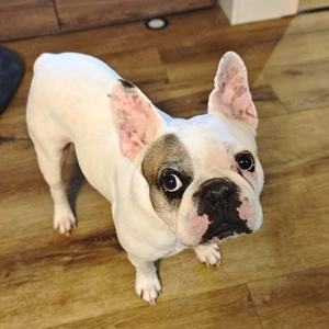 Deejay - ist genügsam Bild 4