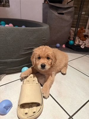 Golden Retriver welpen 