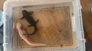 Axolotl zu Verschenken 