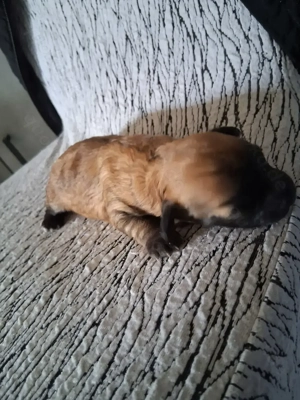 Maltipoo-Welpen suchen zuhause für immer apricot und gescheckt