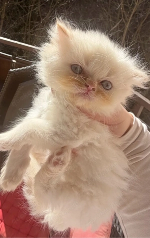 britisch langhaar x persische kitten mit schöne blaue augen 