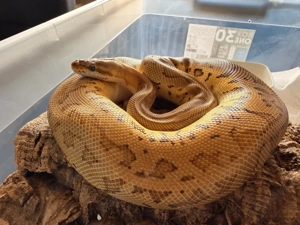 Königspython Citrus Pastel Leopard mojave Pinstripe
