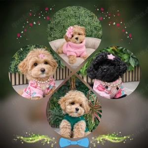 Exklusive Mini Maltipoo Welpen