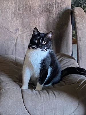 Dringend wg Trennung und Umzug Katze  Kater zu verschenken 