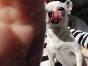Deckrüde Chihuahua  Bild 2