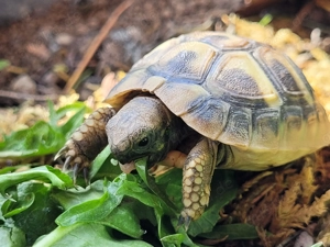 Griechische Landschildkröten aus eigener Zucht