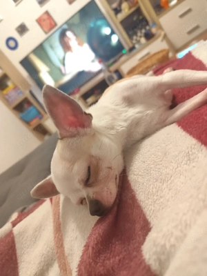 Deckrüde Chihuahua  Bild 4