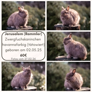 Kaninchen: deutsche Kleinwidder, Zwergfuchskaninchen und Zwergkaninchen