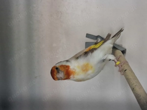 Major stieglitz isabel henne 2025