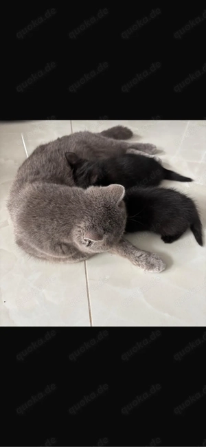 BKH Kitten Mix abgabebereit