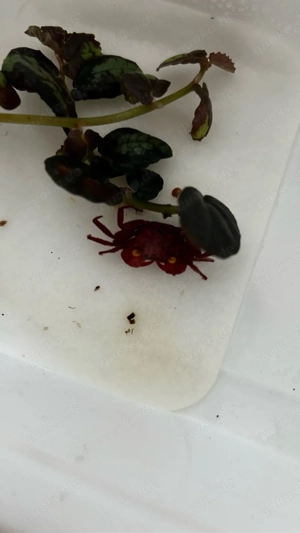 Vampirkrabbe Geosesarma Spec. verschiedene farben  Bild 3
