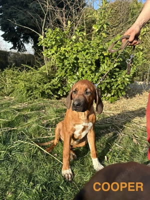Rhodesian Ridgeback Welpen   reinrassig, gesund & gut sozialisiert