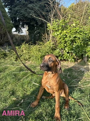 Rhodesian Ridgeback Welpen   reinrassig, gesund & gut sozialisiert
