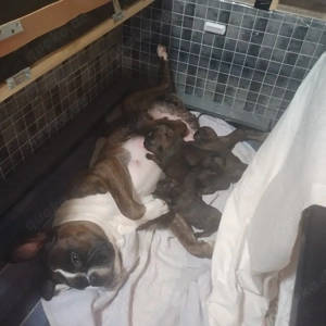 wir haben es geschafft 2 Rüden 4 Mädchen 