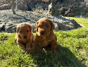 Labradoodle Welpen Medium   Klein 