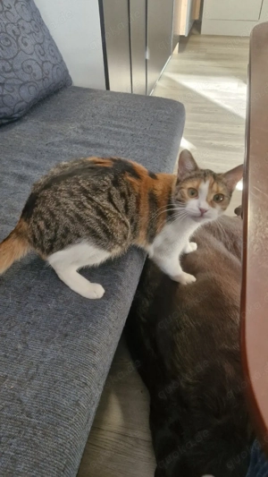 katze sucht neues heim reine wohnungskatze 