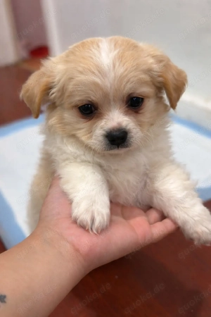    Bezaubernder Minipuppy sucht ein liebevolles Zuhause   p