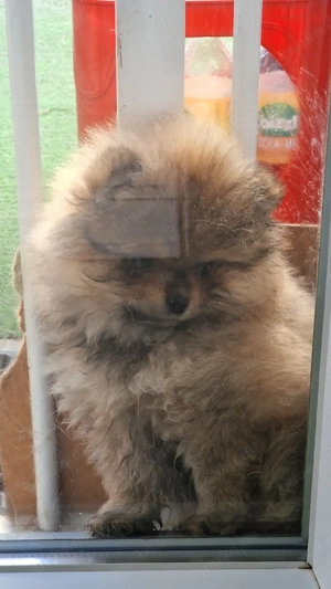 Pomeranian Bärchen 