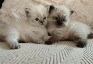 Süße Katzen sie sind nett 