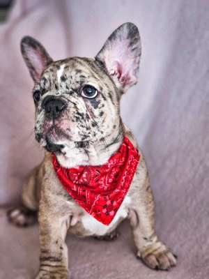 Französische-Bulldoggen-Wipliche  liebevoll aufgezogen, gesund und bereit für ein neues Zuhause