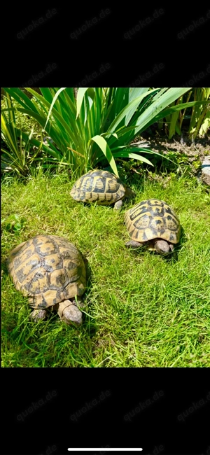1,2 Griechische Landschildkröten  Bild 4