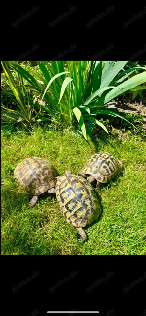1,2 Griechische Landschildkröten  Bild 2