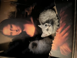 BKH Kätzchen abgabebereit 