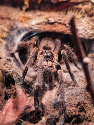 Ceratogyrus marshalli