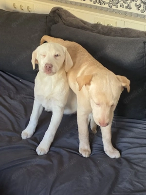Labrador-Aussiedor