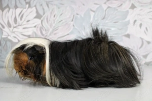 Meerschweinchen abzugeben 