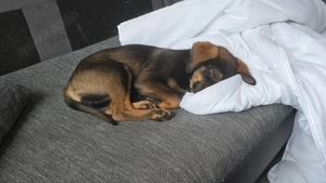 Verkaufe 13 Wochen alten welpen