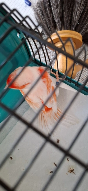 Rot Mosaik Kanarienvögel 