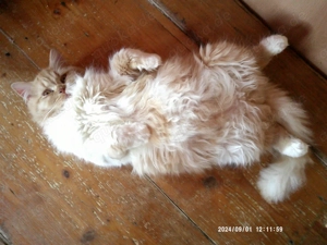 Extralieber traumhaft schöner rot gestromter(!) Angora-Welpenkater mit weißen Abzeichen zu vergeben!