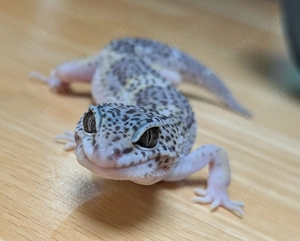Leopardgecko Weibchen pet only