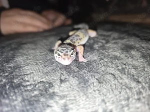 Leopardgecko