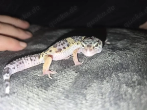 Leopardgecko
