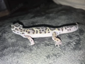 Leopardgecko