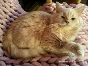 Ausnahmeschöner(!) creme(!) gestromter(!) Angora-Jungkater abzugeben! Platz vor Preis!