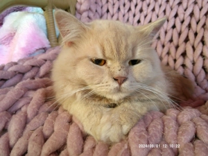 Ausnahmeschöner(!) creme(!) gestromter(!) Angora-Jungkater abzugeben! Platz vor Preis!