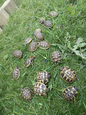 Griechische Landschildkröten 